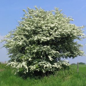 Crataegus monogyna