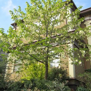 Davidia involucrata