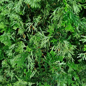 Thuja plicata
