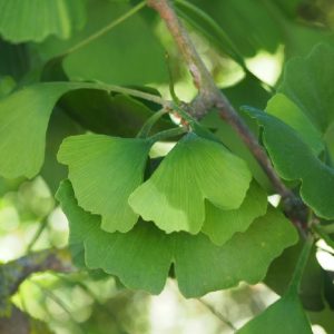 Ginkgo biloba