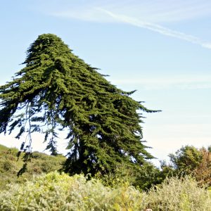 Cupressus macrocarpa