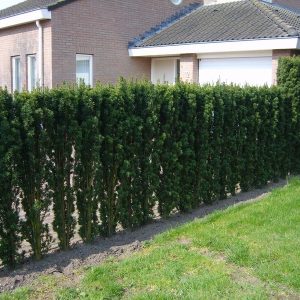 Taxus baccata