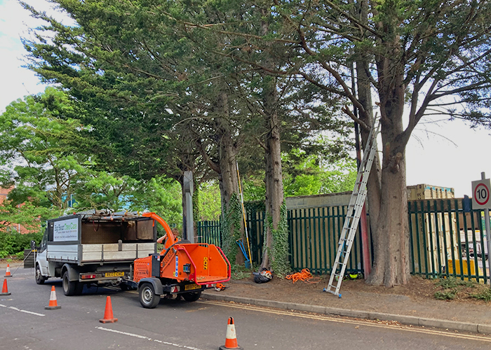 Conifer Felling Conifer Felling