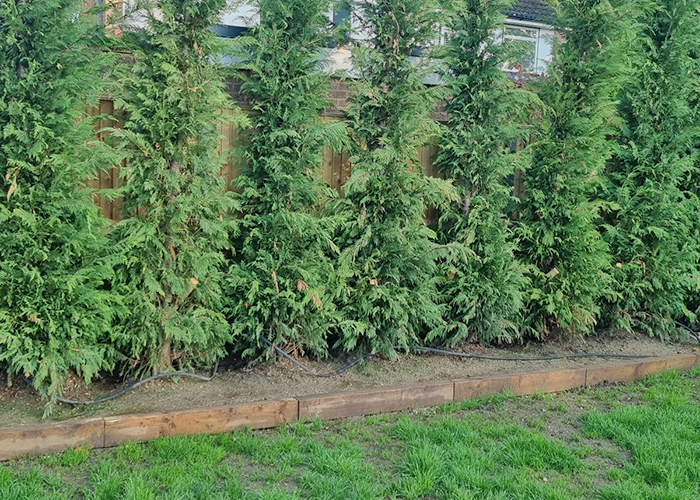 Conifer Tree Planting
