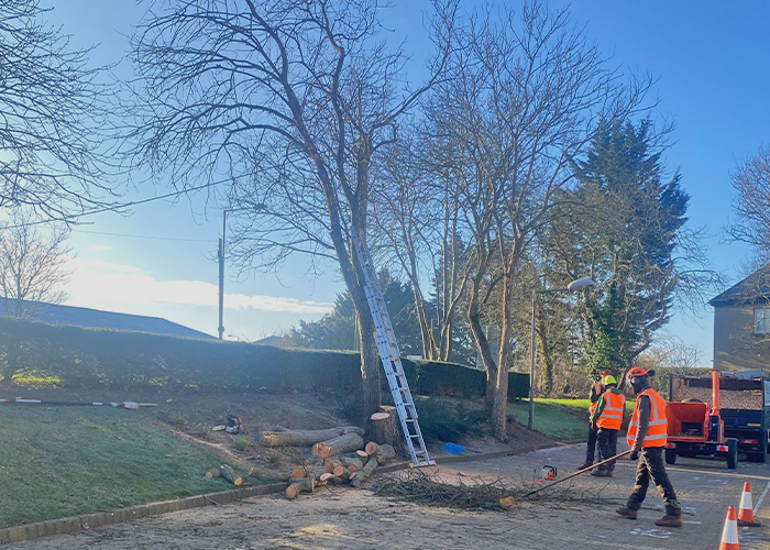 Dead Ash Tree Felling Dead Ash Tree Felling