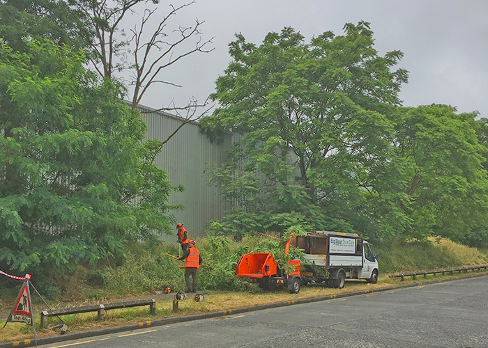 Dead Robinia Tree Felling Dead Robinia Tree Felling