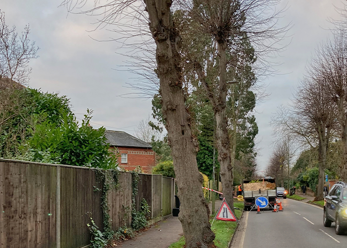 Eucalyptus Tree Crown Reduction Eucalyptus Tree Crown Reduction