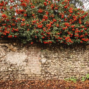 Pyracantha coccinea